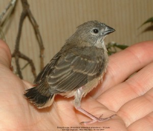 Amandava amandava amandava