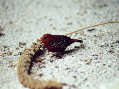Amandava amandava amandava