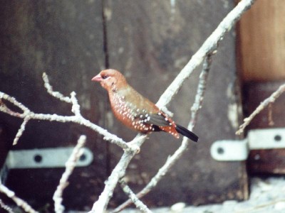 Amandava amandava amandava