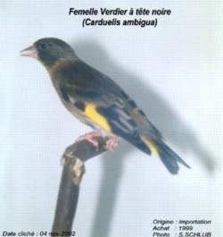Verdier d'Oustalet femelle