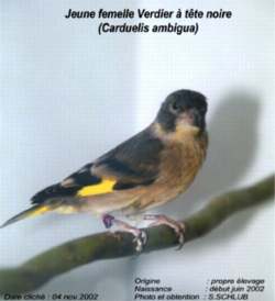 Verdier d'Oustalet, jeune femelle de propre levage