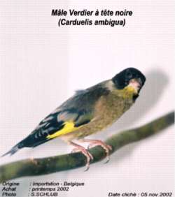 Verdier d'Oustalet, mle adulte