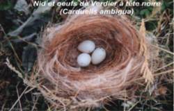 Nid et oeufs de Verdier d'Oustalet