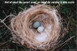 Nid de Canari avec un oeuf de Verdier d'Oustalet et un oeuf de Canari