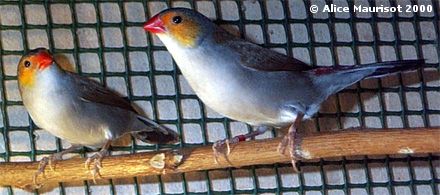 Couple d'Astrilds  joues orange (Estrilda melpoda) - la femelle est  gauche