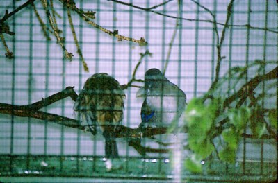 Minla  ailes bleues