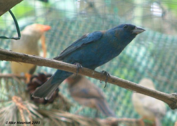 Passerin indigo