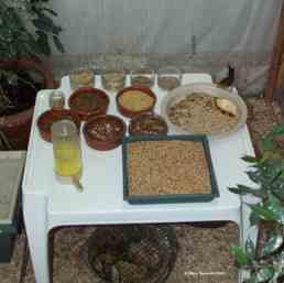 Mle sur la table de nourrissage