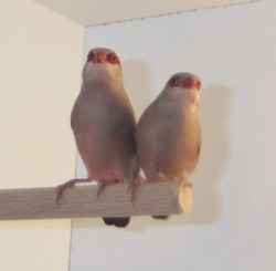 Couple d'Astrilds cendrs